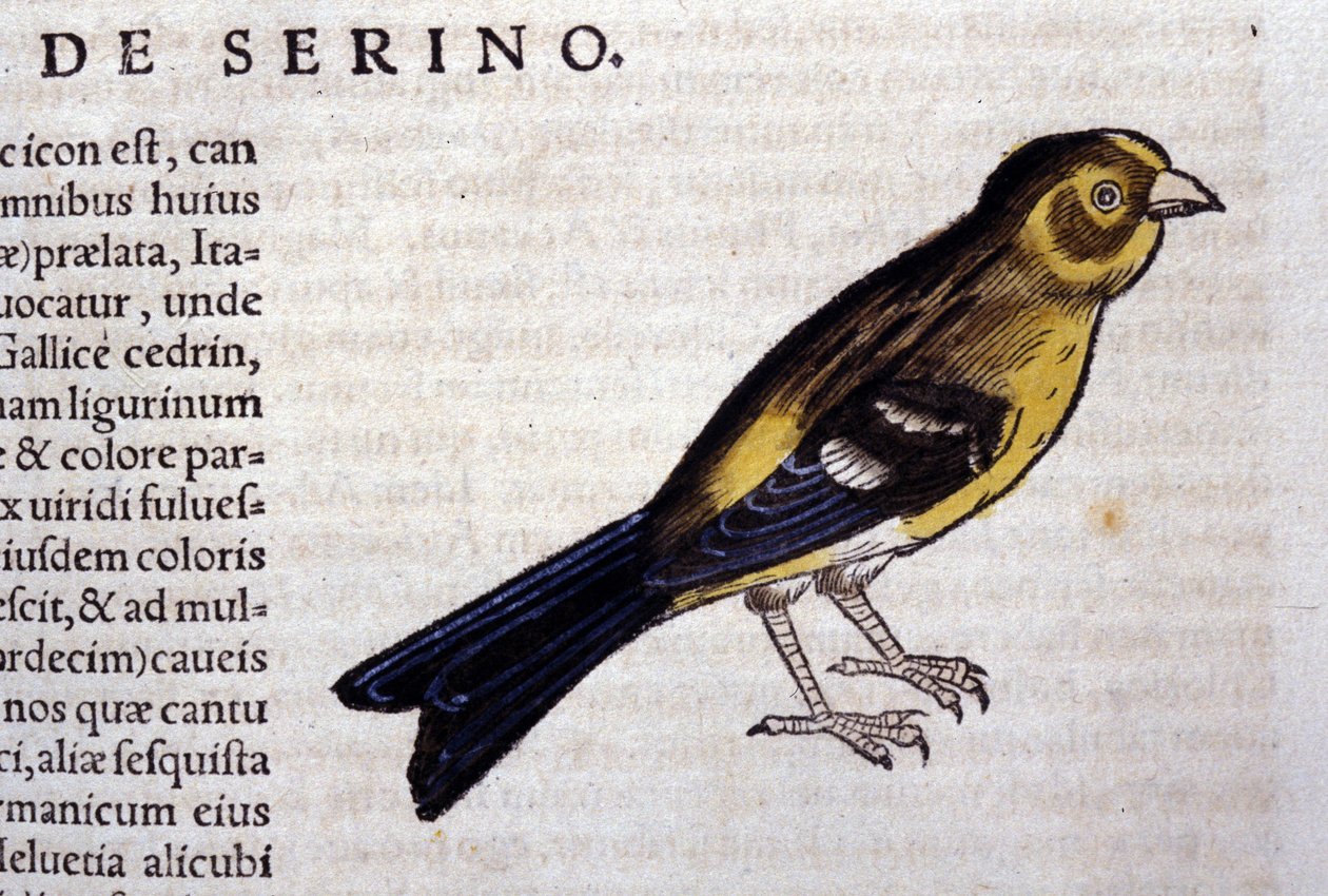 Konrad Gesner, Tiguri serin d