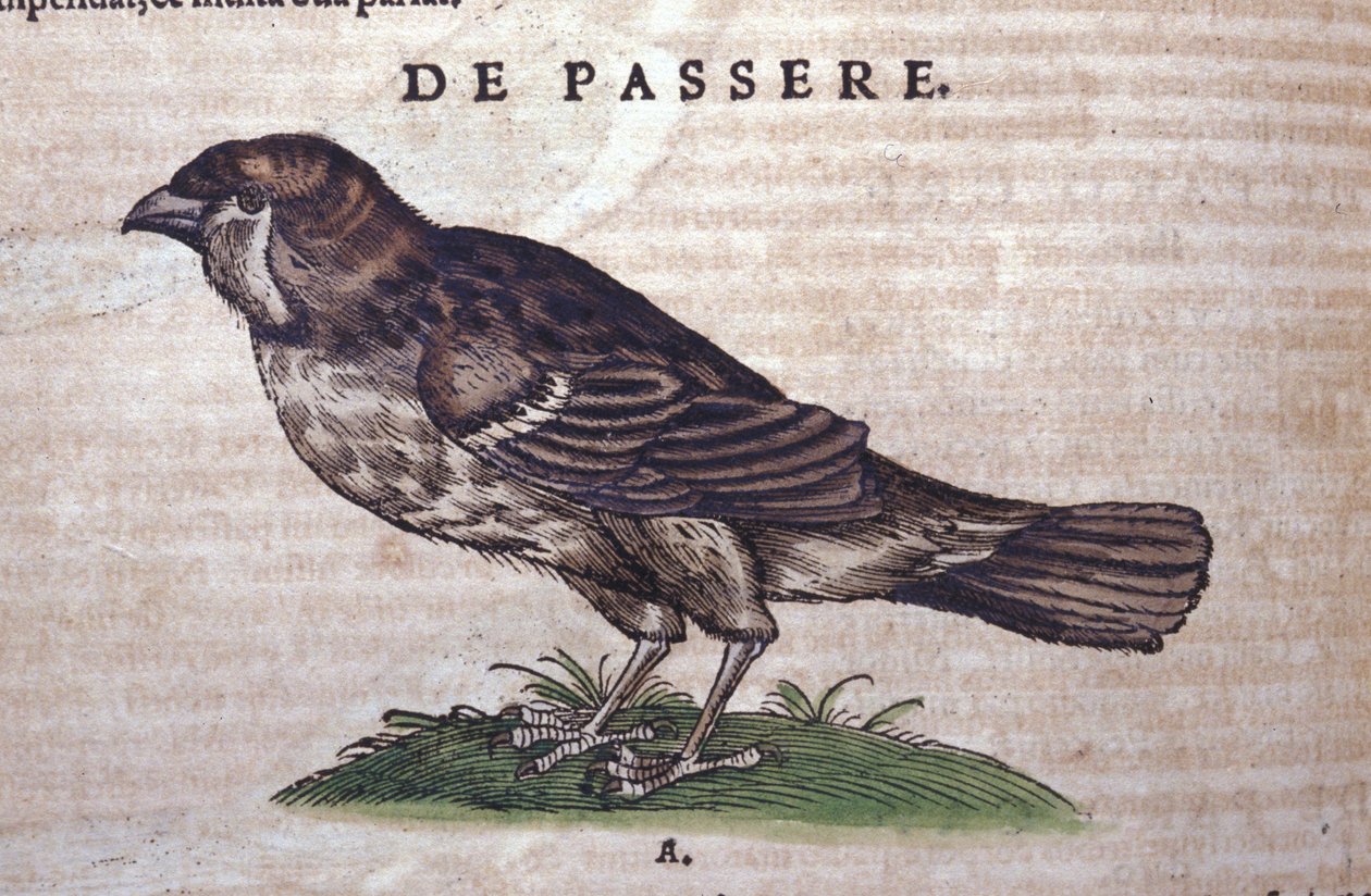 A veréb a Historia Animaliumban, Conrad Gesner (1516-1565), Tiguri alkotó: Unknown artist