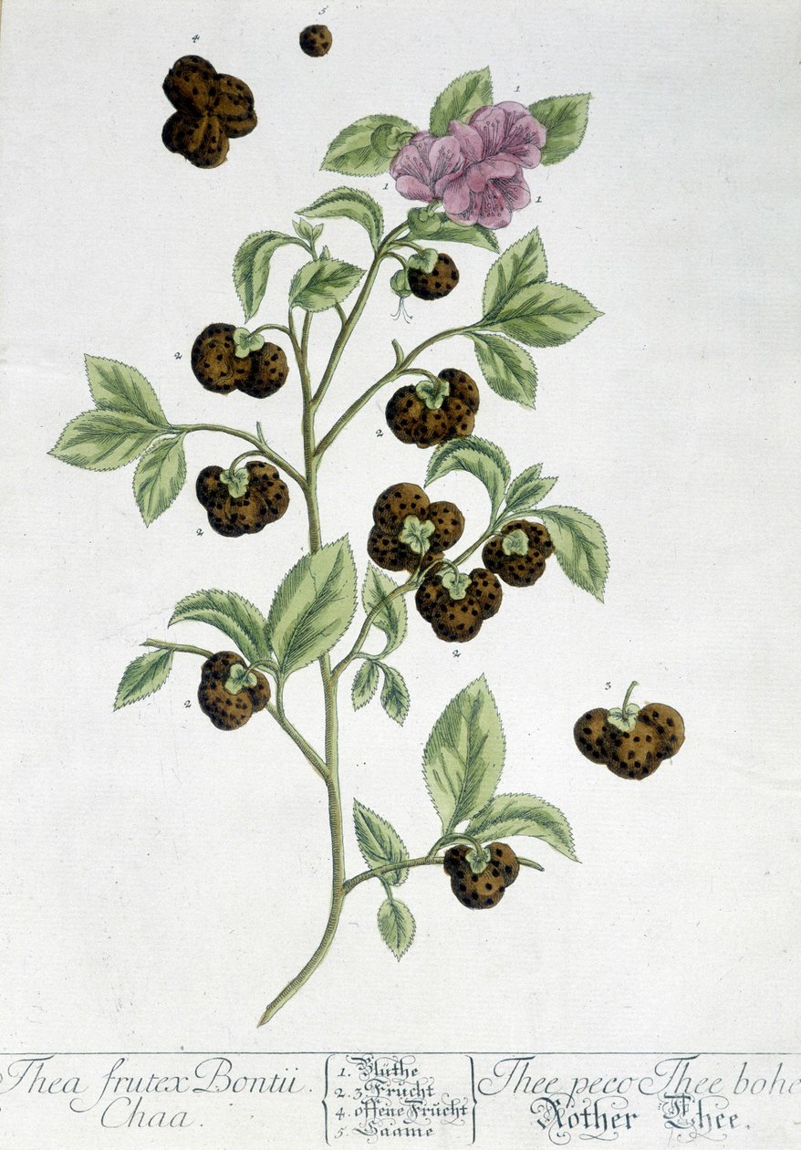 A teanövény Frutex Bontii - botanikai tábla alkotó: Unknown artist