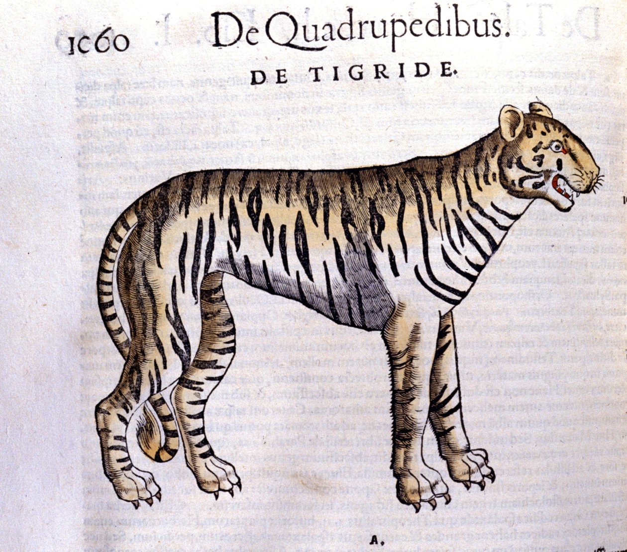 A tigris – Conrad Gesner (1516 - 1565), Tiguri a Historia Animaliumban alkotó: Unknown artist
