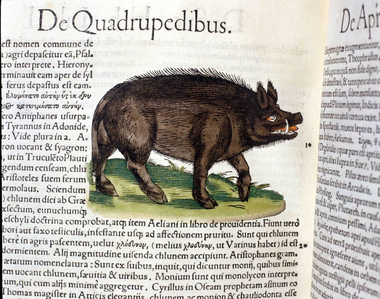 A vaddisznó a Historia Animalium nyomán Conrad Gesner, Tiguri 1560. Biblioteca Nazionale Braidense. Milánó alkotó: Unknown artist
