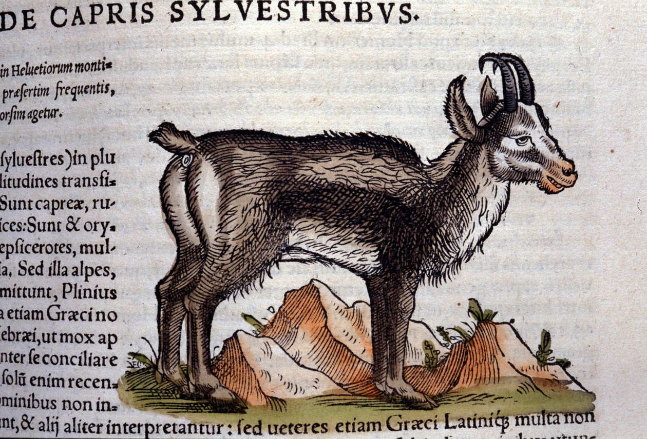 A vadkecske a Historia animalium nyomán, Konrad Gesner, Tiguri alkotó: Unknown artist