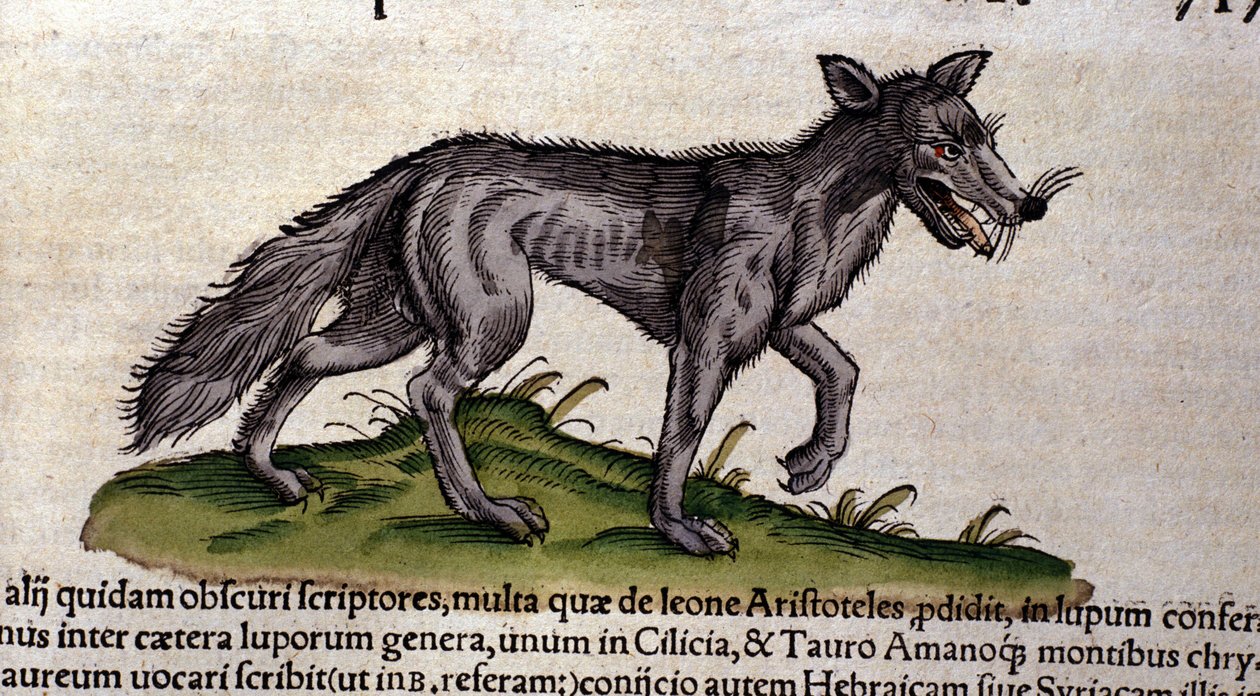 A farkas a Historia Animalium után, Conrad Gesner, Tiguri, 1560. Biblioteca Nazionale Braidense. Milánó alkotó: Unknown artist