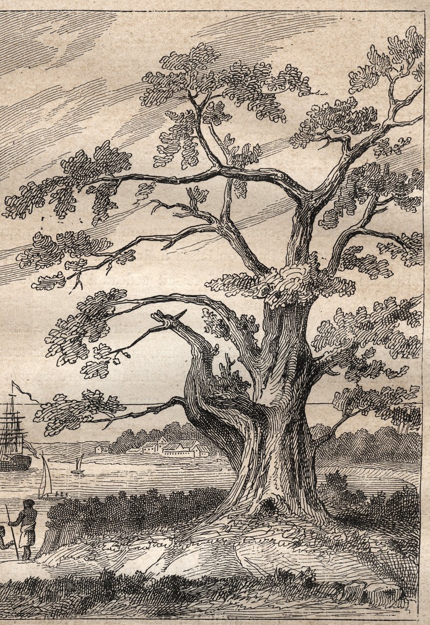 James Cook kapitány (1728-1779) harmadik útja (1776-1779): fa, amely alatt Cook megfigyelte a Vénusz áthaladását – az illusztráció a „18. századi nagy tengerészek” c. alkotó: Unknown artist