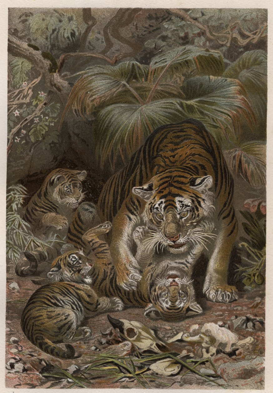 Tigris tigrisekkel - Tigris (Panthera tigris) kölykökkel - metszet Alfred Edmund Brehm (1829-1884) "" Brehm
