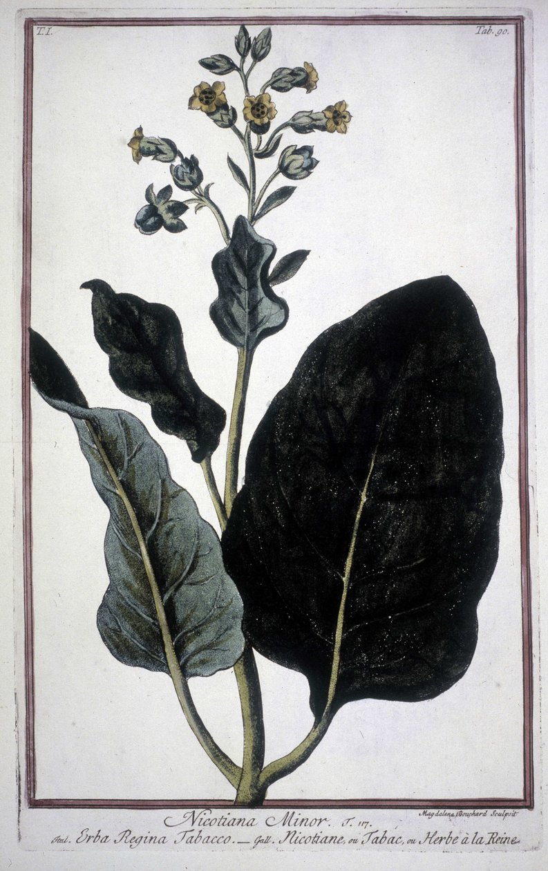 Dohánylevél és virág (Nicotiana Minor) egy 19. századi herbáriumban. alkotó: Unknown artist