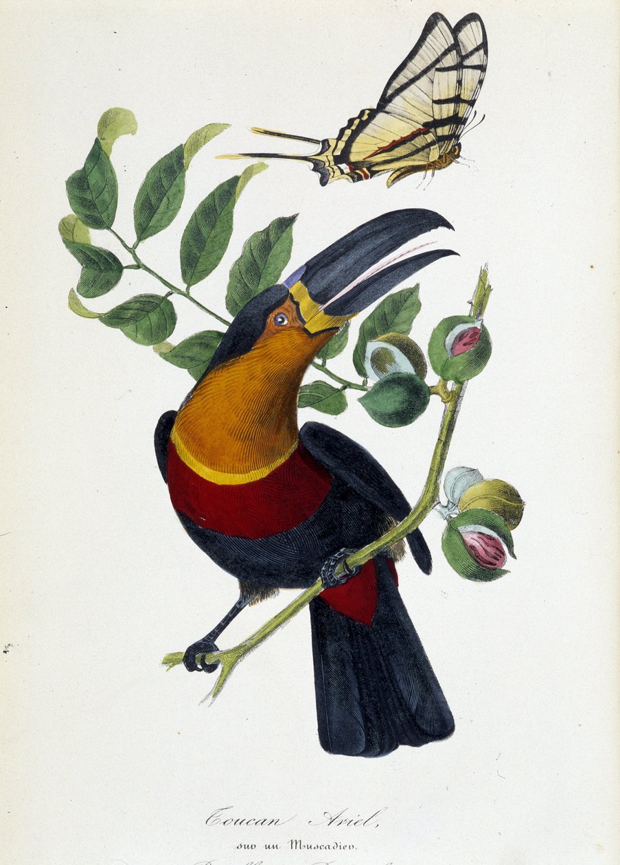 Toucan Ariel a muscadieren és a pillangó Protesilason – a „” Le jardin des plantes: a természettudományi múzeum teljes történelmi és festői leírása” című könyvében, Lamaout, Párizs 1843 alkotó: Unknown artist
