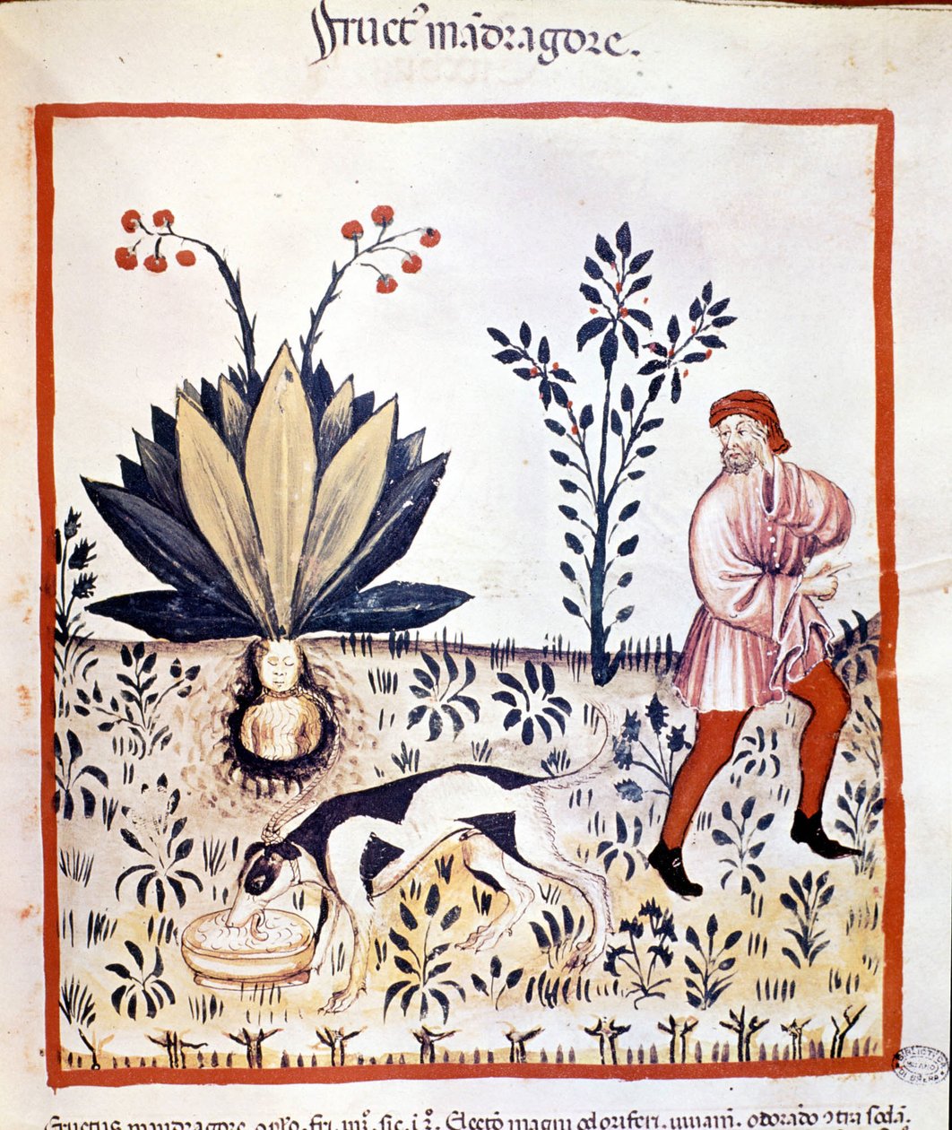 Az orvostudomány 14. századi traktátusa. Szerezd vissza Mandrake-et. Biblioteca Nazionale Braidense. Milánó alkotó: Unknown artist