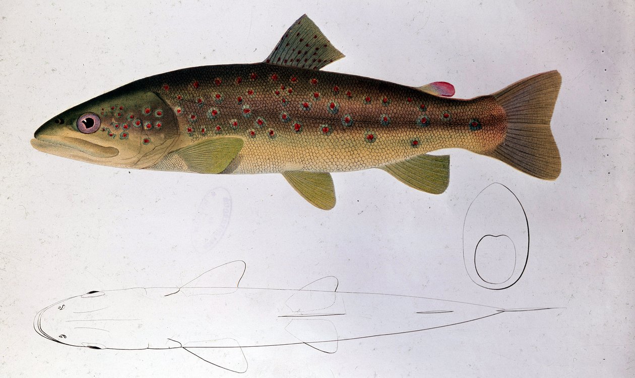 Trout – Természettudományi Tanács alkotó: Unknown artist