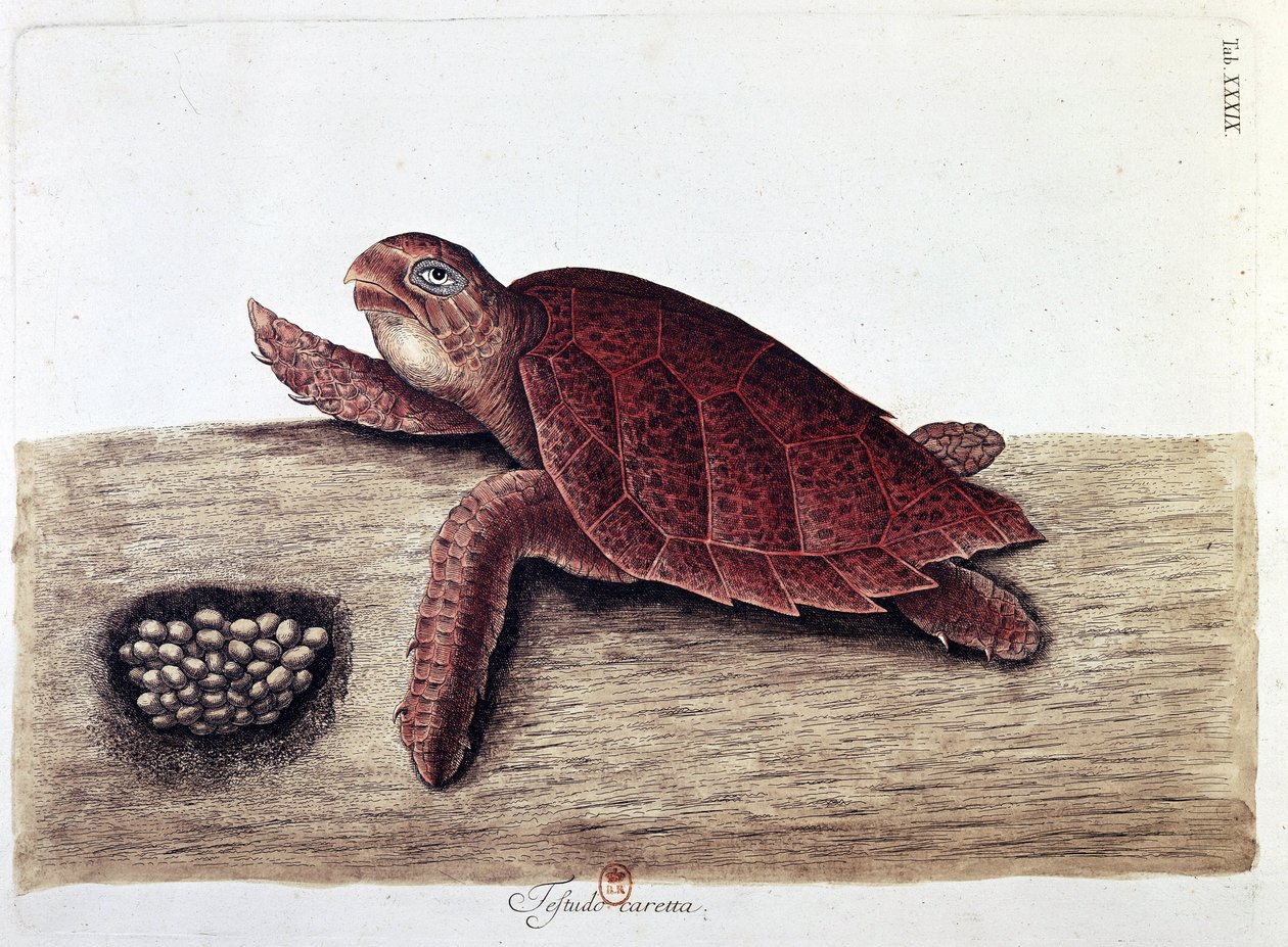 Teknős és tojásai – Természettudományi tábla, B.N. alkotó: Unknown artist