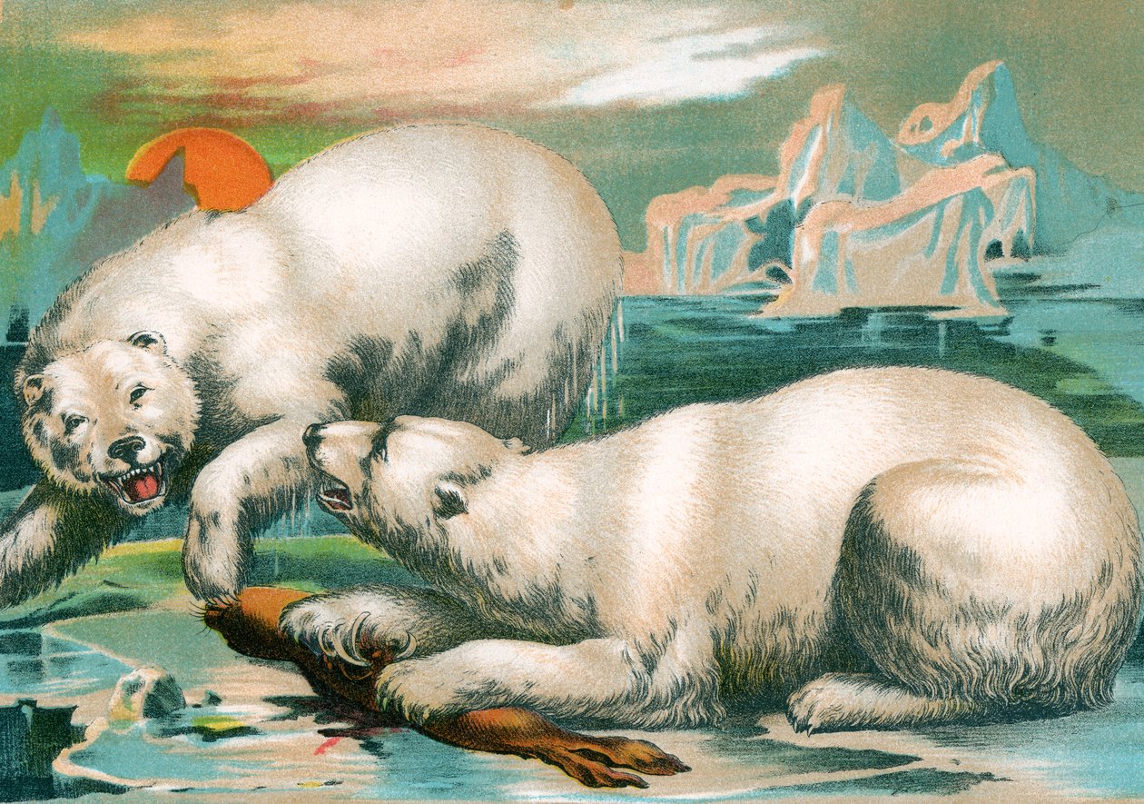 Két jegesmedve harcol pecsétért alkotó: Unknown artist