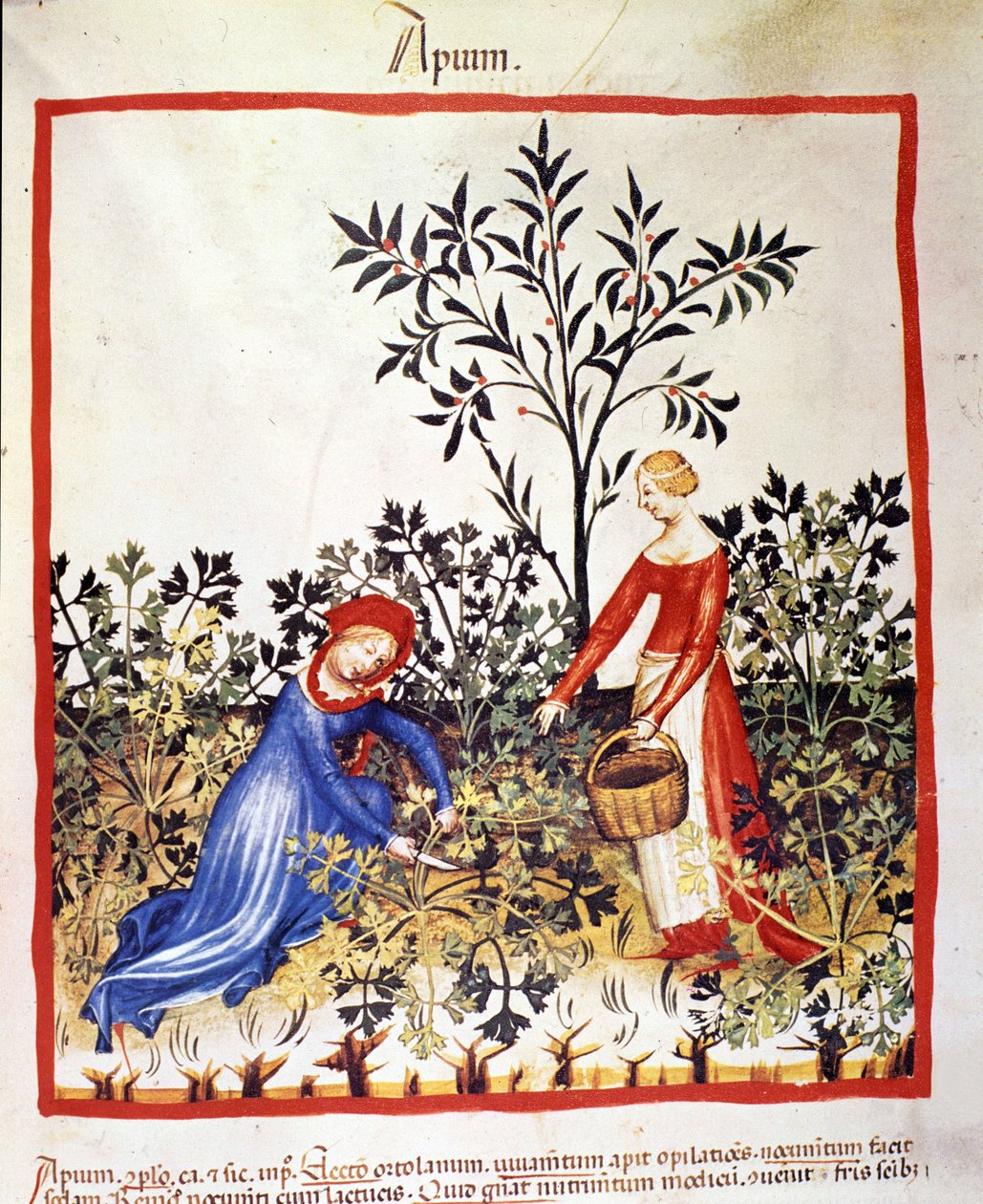 Két nő petrezselymet szed. Megvilágítás az orvostudomány és a dietetika fejéséből "" Tacuinum sanitatis"" alkotó: Unknown artist