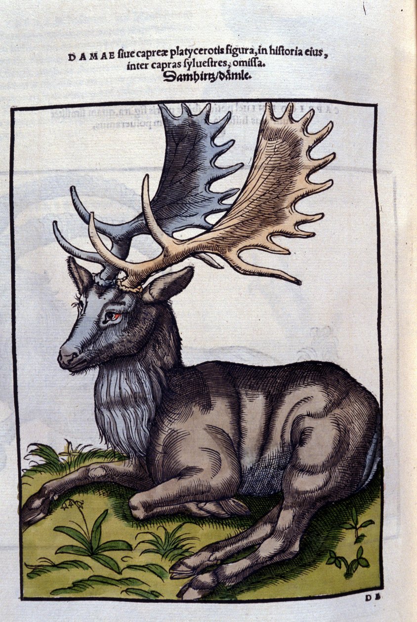 Rénszarvas (cervidé) a Historia Animalium de Conrad Gesnerben (1516-1565), Tiguri alkotó: Unknown artist