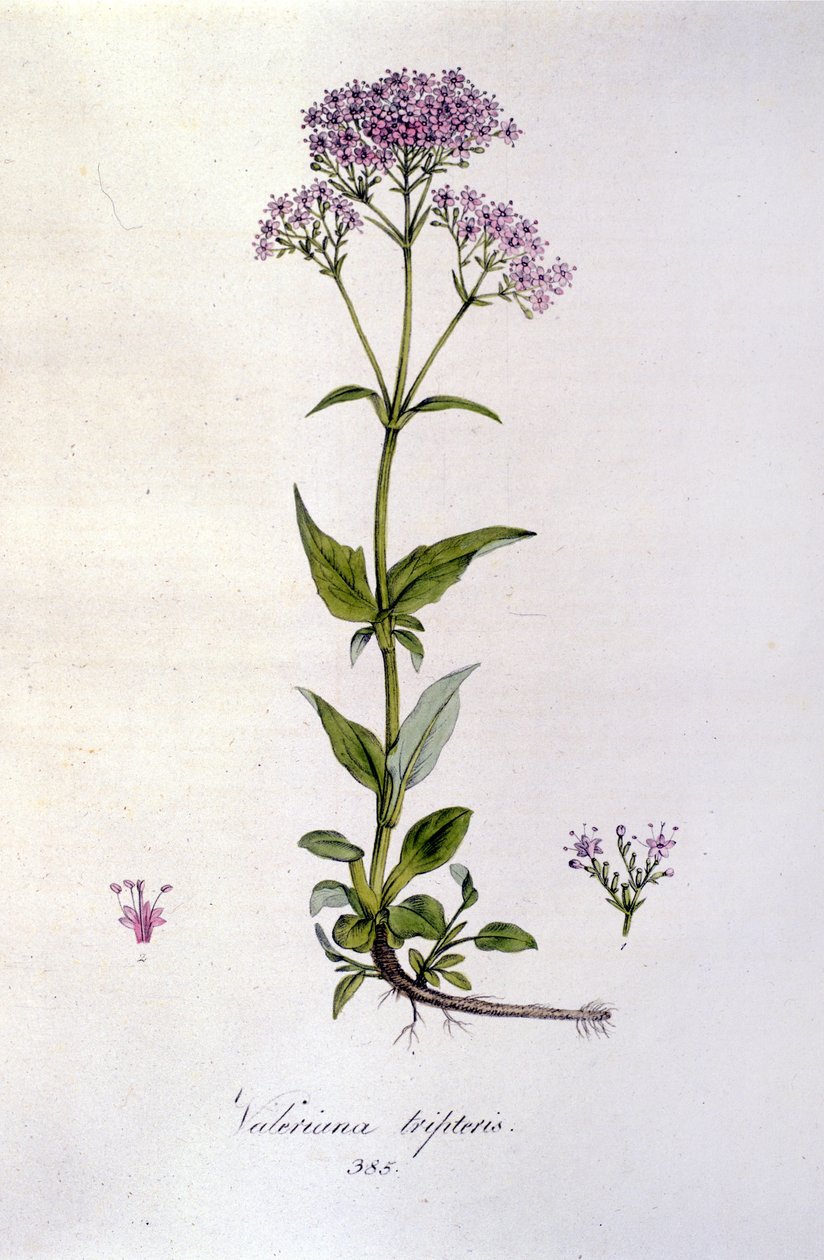 Macskagyökér. 19. századi metszet. alkotó: Unknown artist