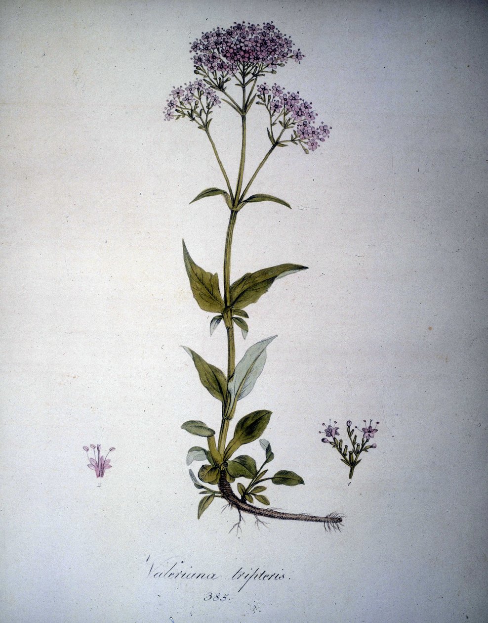 Valeriana mauve vagy Valeriana tripteris. 19. századi herbárium. alkotó: Unknown artist