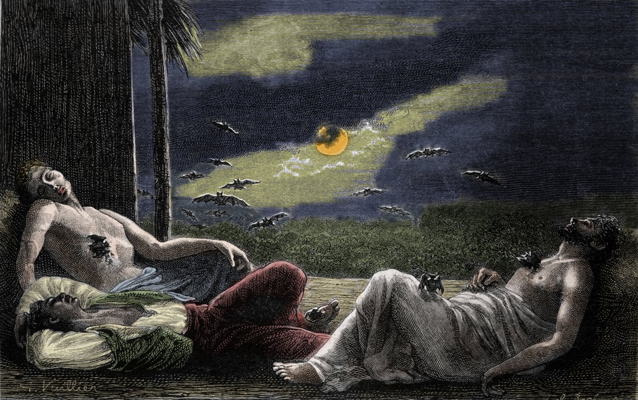Vámpírdenevér, aki a telihold éjszakáján alvó férfiak vérét szívja. századi metszet alkotó: Unknown artist