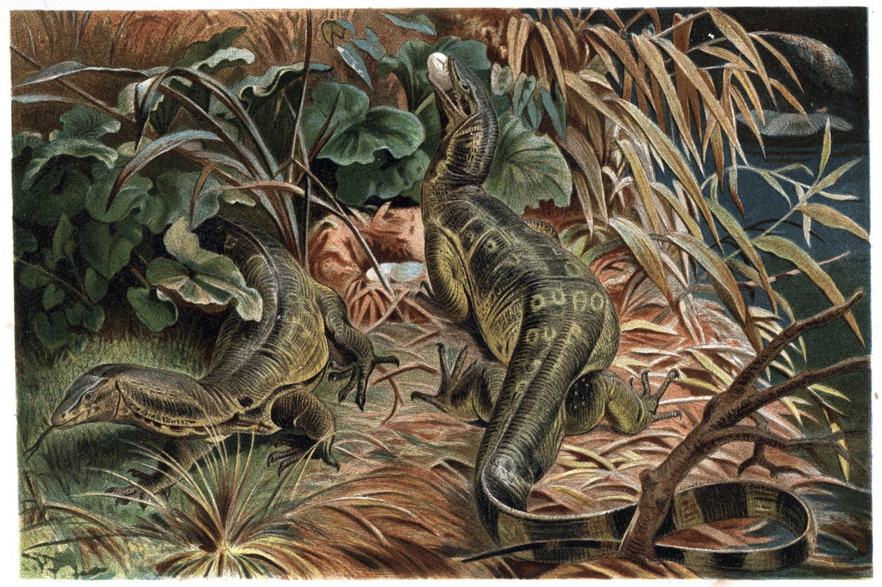 Varan – Figyelő gyík (Varanus) – metszet Alfred Edmund Brehm (1829-1884) „” Brehm