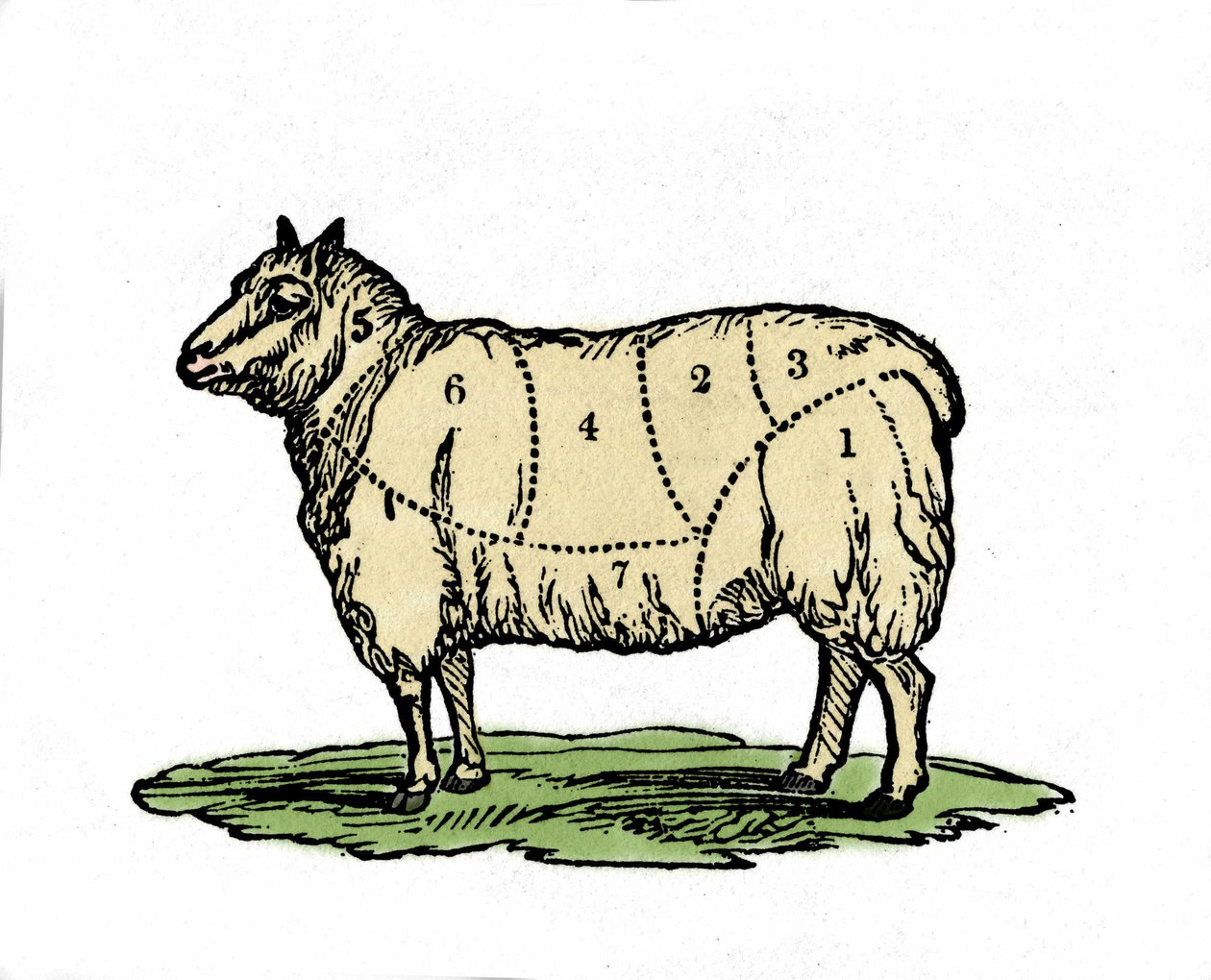 Különböző darabok birka hentes. 19. század végi illusztráció. alkotó: Unknown artist