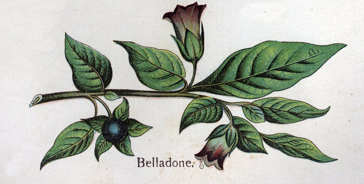 Venenos botanikai növények: Belladonna. Friedrich Eduard Bilz (1842-1922) vésése „A természetes gyógymód”-ba alkotó: Unknown artist