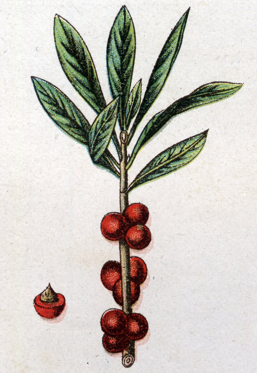 Venenos botanikai növények: Daphne Mezereon. Friedrich Eduard Bilz (1842-1922) vésése „A természetes gyógymód”-ba alkotó: Unknown artist