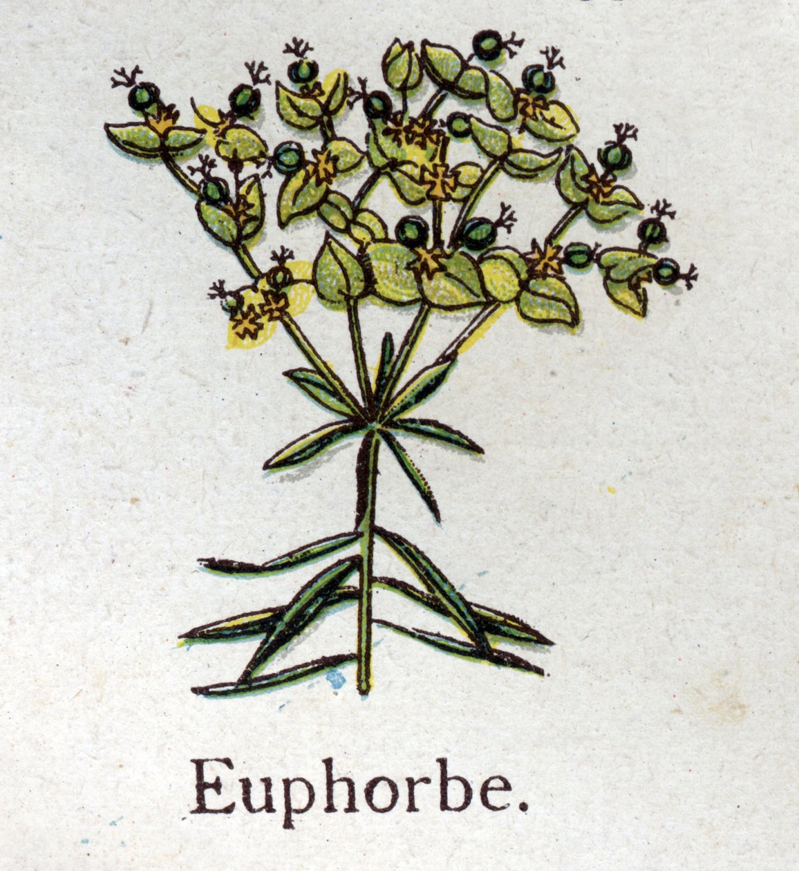 Venenos botanikai növények: Euphorbo. Friedrich Eduard Bilz (1842-1922) vésése „A természetes gyógymód”-ba alkotó: Unknown artist