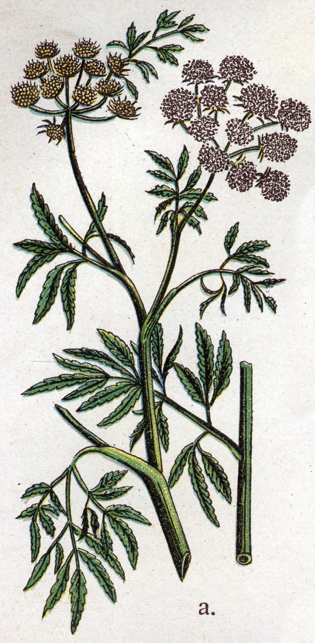 Mérgező botanikai növények: vízi bürök vagy vízi bürök, más néven vasbürök (Cicuta virosa). Friedrich Eduard Bilz (1842-1922) vésése „A természetes gyógymód”-ba alkotó: Unknown artist