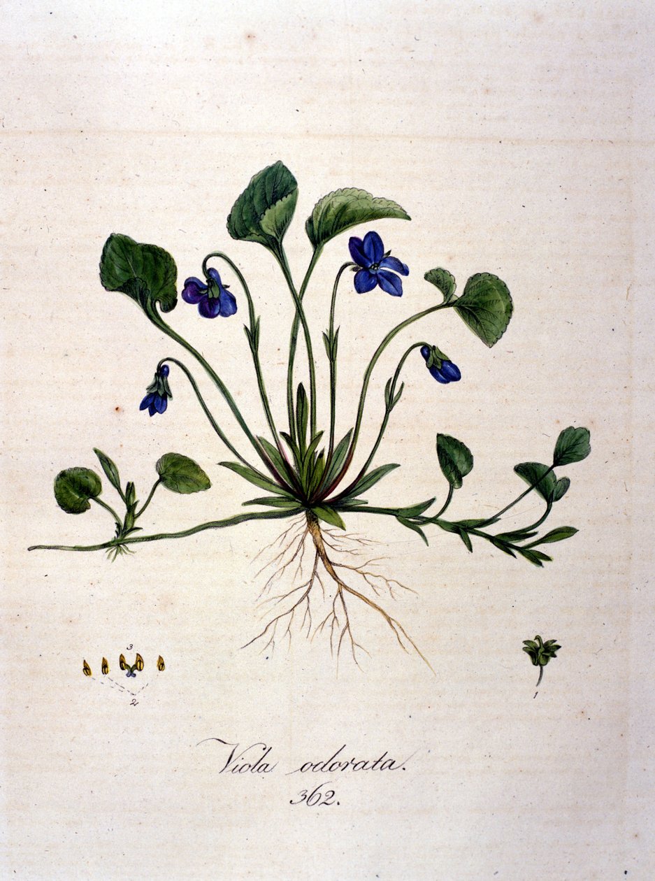 Ibolya. 19. századi metszet. alkotó: Unknown artist