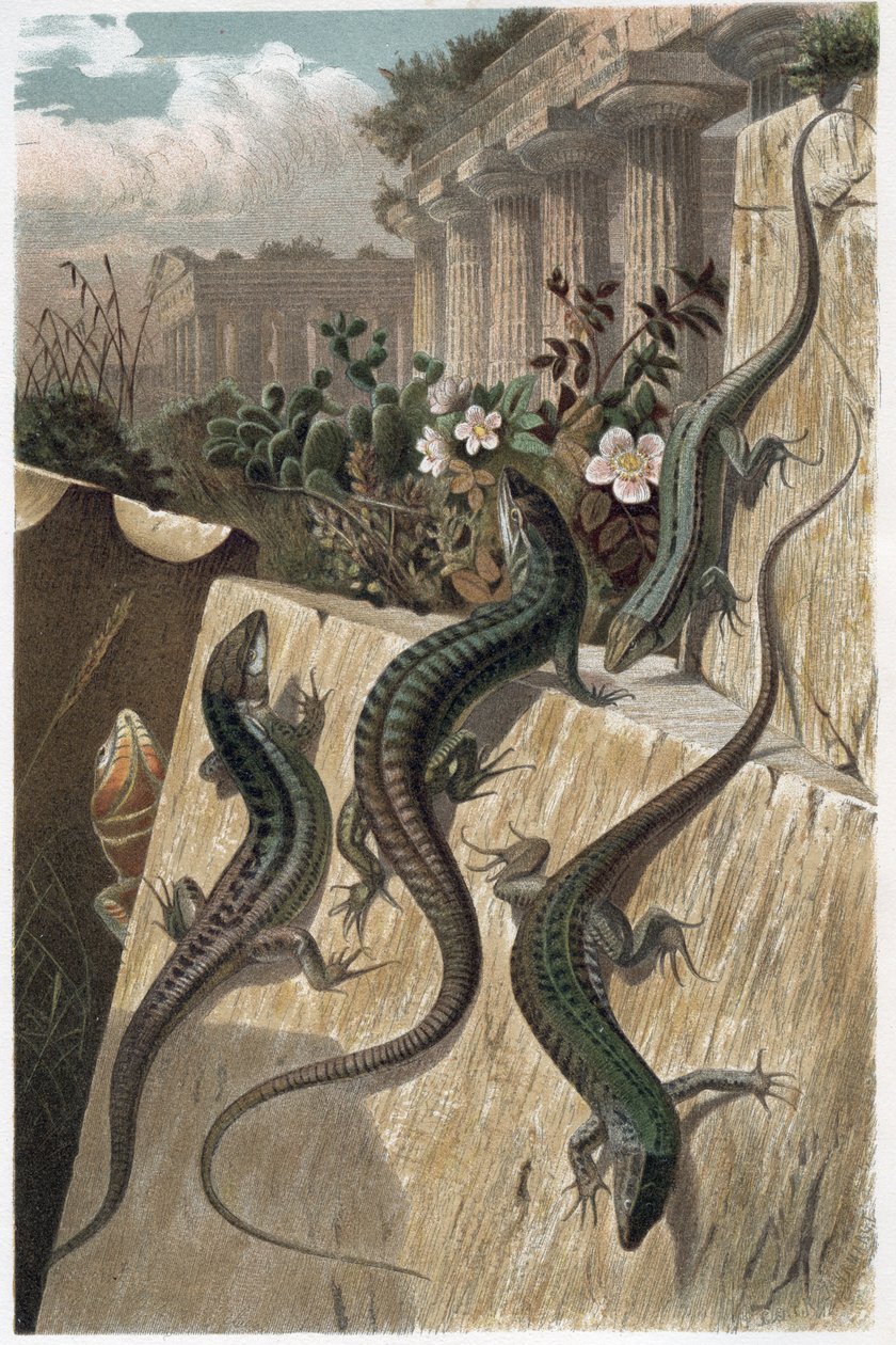 Fali gyík – A közönséges fali gyík (Podarcis muralis) – metszet Alfred Edmund Brehm (1829-1884) „” Brehm