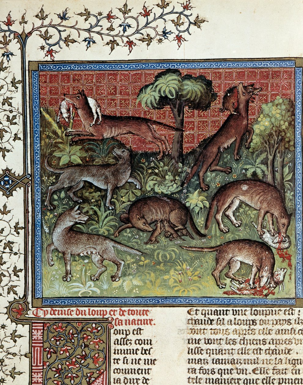 Mottónk a farkas és egész természete. Miniatűr Gaston Phoebus (1331-1391) és Gaston III Comte De Foix alkotó: Unknown artist