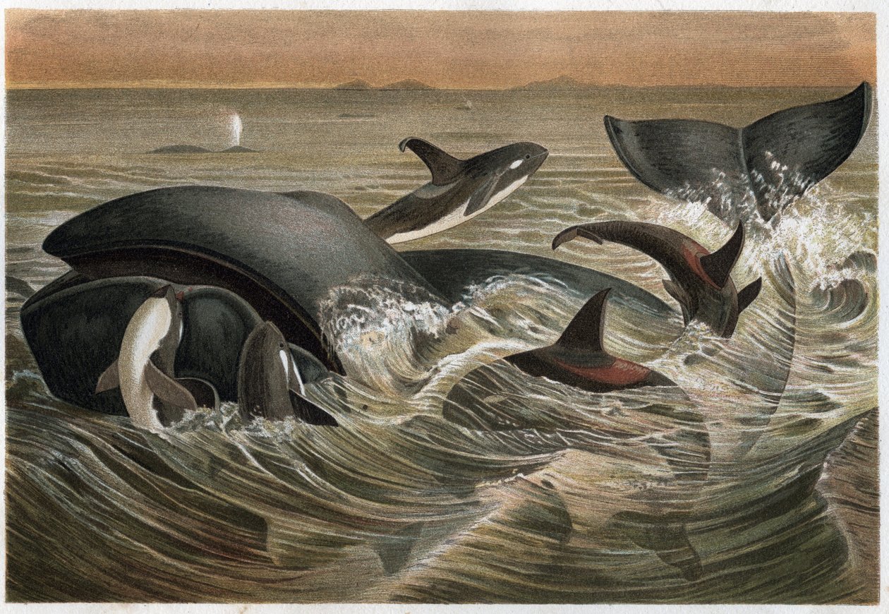 Bálna és bálna – Bálna és orka (Orcinus orca) – metszet Alfred Edmund Brehm (1829-1884) „” Brehm