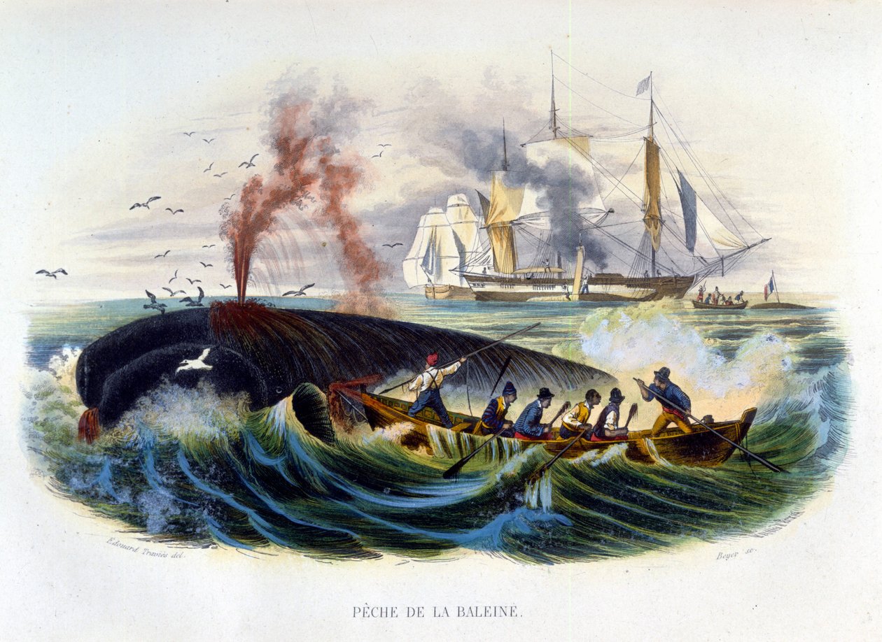Bálnavadászat – Lacépède „Természettörténetében”. alkotó: Unknown artist