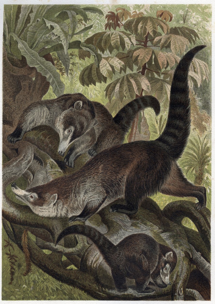 Fehér orrú kabát, más néven coatimundi – Coati brun ou coati a white orr (Nasua narica) – metszet Alfred Edmund Brehm (1829-1884) „” Brehm