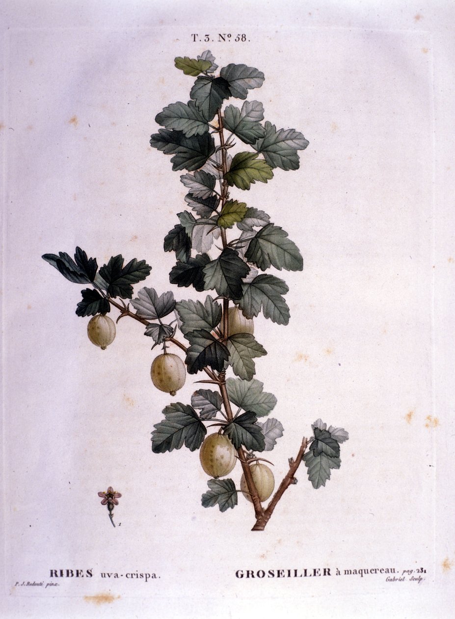 Fehér ribizli vagy makréla: 19. századi botanikai tábla. alkotó: Unknown artist