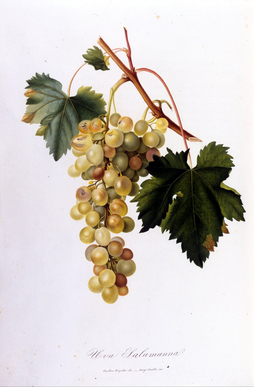 Fehér szőlő. 19. századi metszet. alkotó: Unknown artist