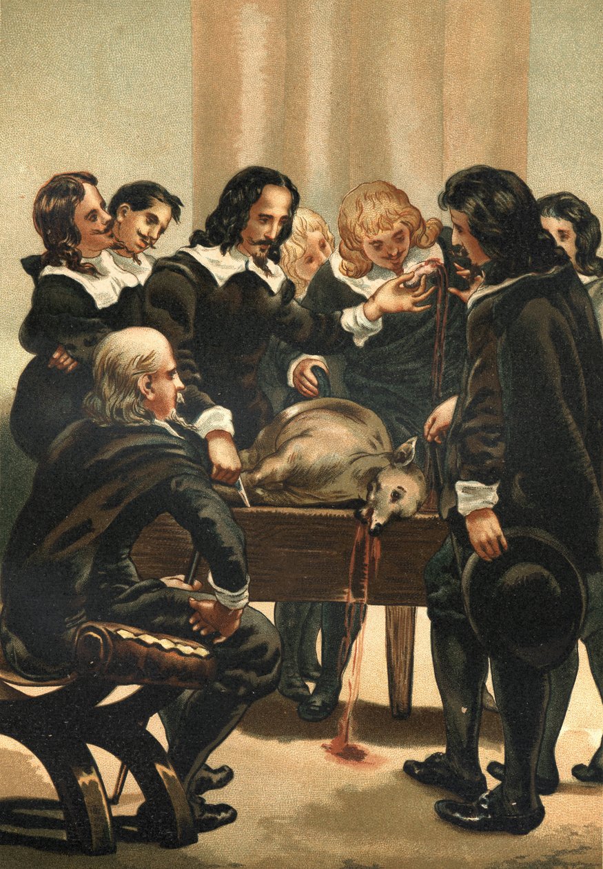 William Harvey (1578-1658) angol orvos, aki 1628-ban demonstrálta a vérkeringést alkotó: Unknown artist