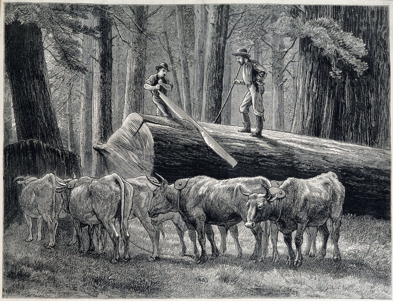 Favágók egy vörösfenyő erdőben Kaliforniában - metszet alkotó: Unknown artist