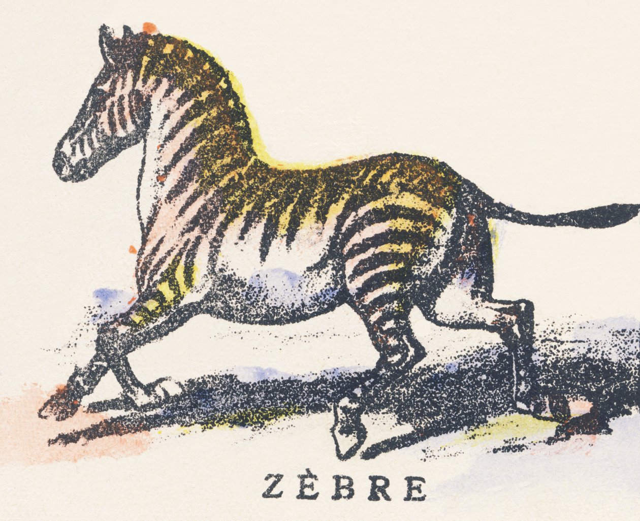 Z: zebra alkotó: Unknown artist