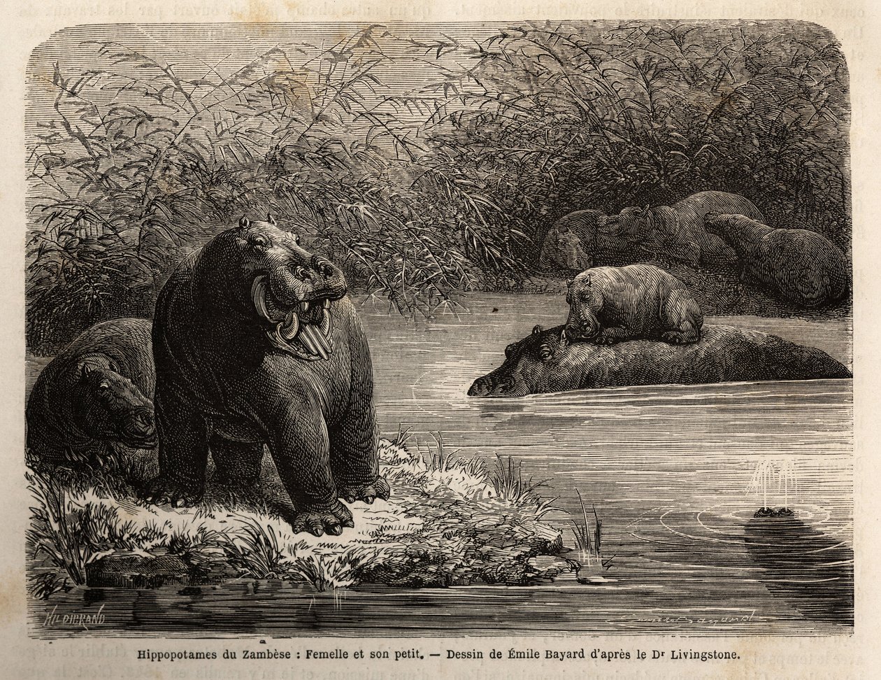 Zambiai víziló: nőstény és fiai felfrissülnek a folyóban. Metszet Dr. Livingstone első dél-afrikai útjainak illusztrálására 1840 és 1856 között, a „Le tour du monde, nouveau Journal des voyages” című kiadványban, amely Edouard Cha irányítása alatt jelent m alkotó: Unknown artist