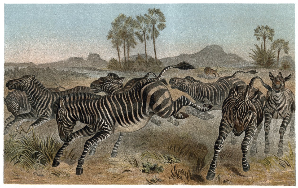 Zebre – Zebrák – afrikai lófélék (lófélék) – metszet Alfred Edmund Brehm (1829-1884) „” Brehm