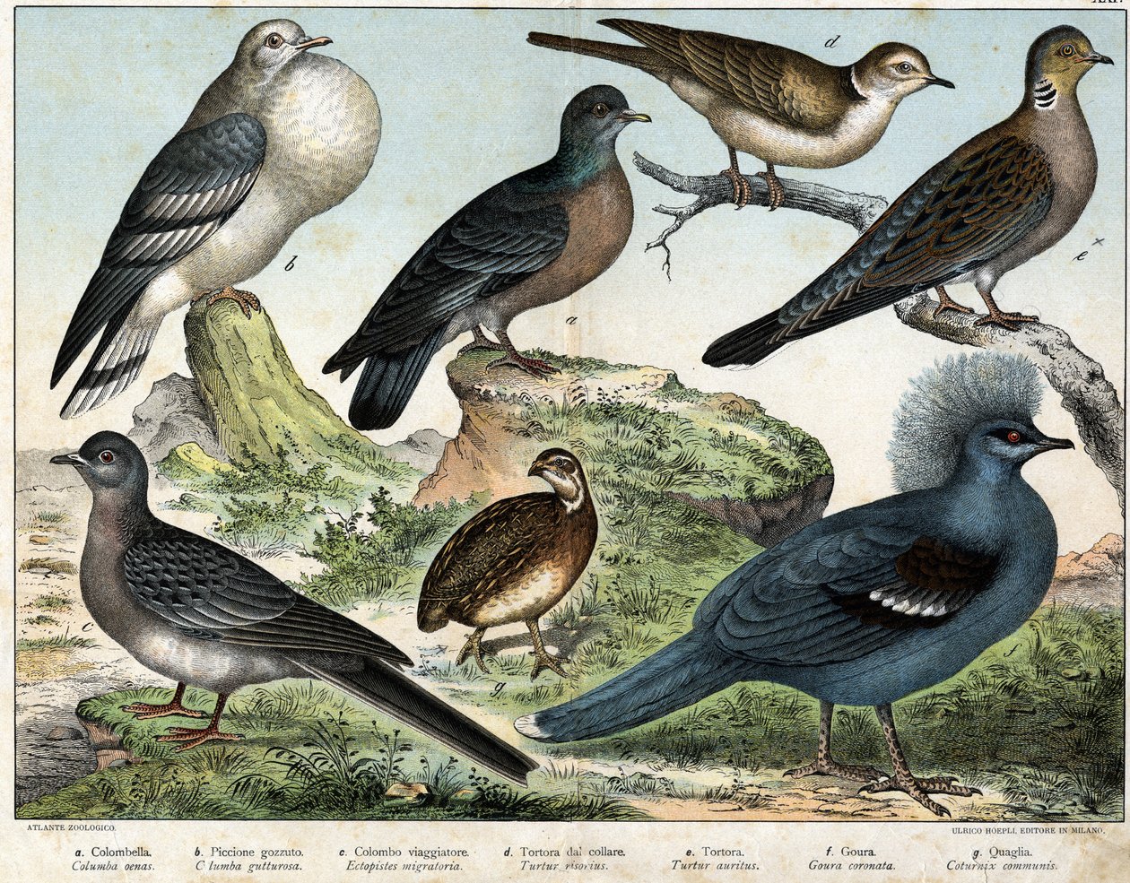a: Kolumbiai galamb (Columba oenas), b: Mongol galamb (Columba gutturosa), c: Vándorgalamb (Etopistes migratoria), d: Török galamb (Turtur risorius), e: Erdei galamb (Turtur auritus), f: Goura (Goura) koronás), g: Búzafürj (Quail common) - in "" alkotó: Unknown artist