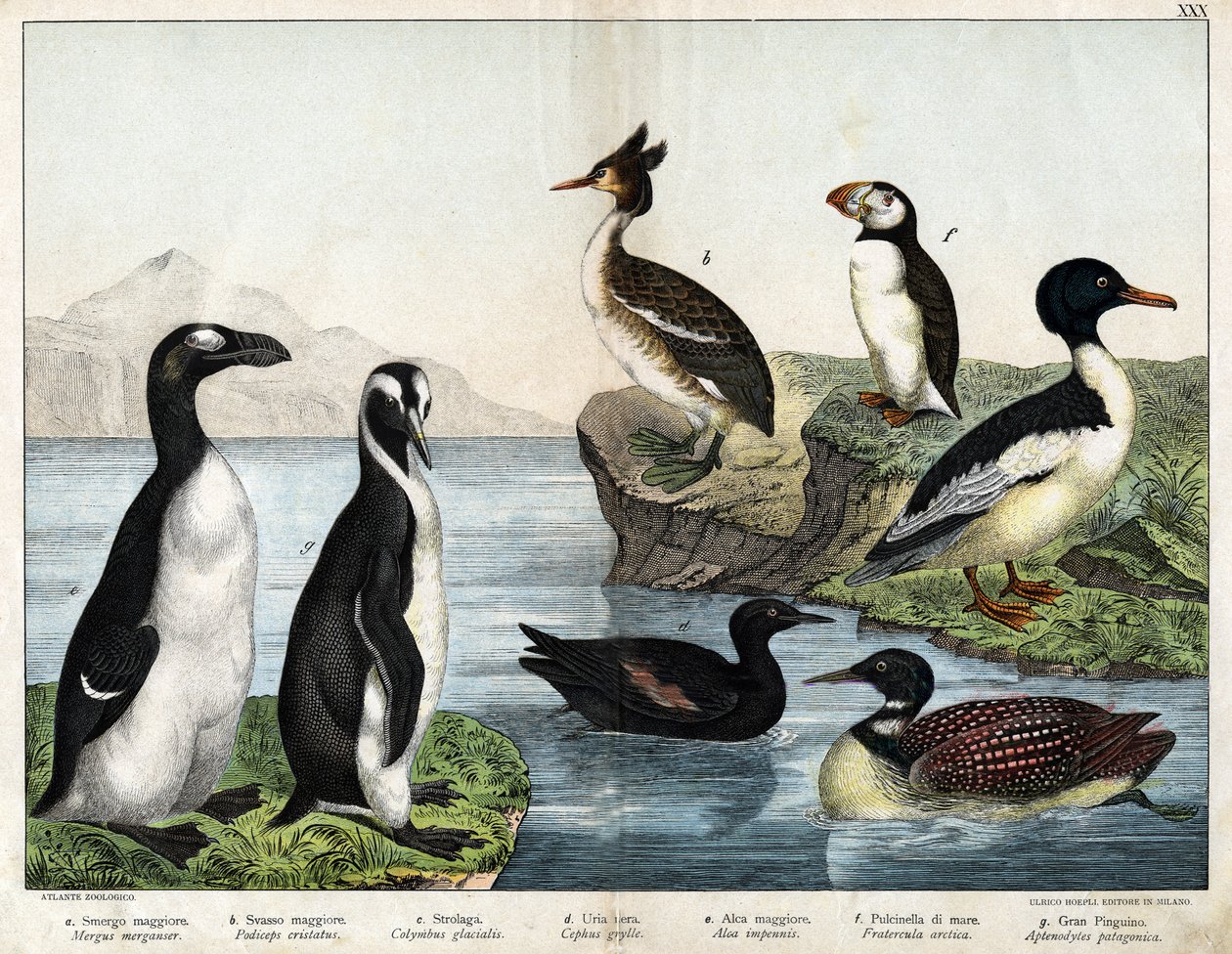 a: Közönséges aranyhal (Mergus merganser), b: közönséges vöcsök (Podiceps cristatus), c: rétisas (Colimbus glacialis), d: fekete gubacs (Cephis grylle), nagy rózsa (Alca impennis), f: Puffin (Fratercula artica) ), g; Királyi pingvin (Ptenodydydydye pa alkotó: Unknown artist