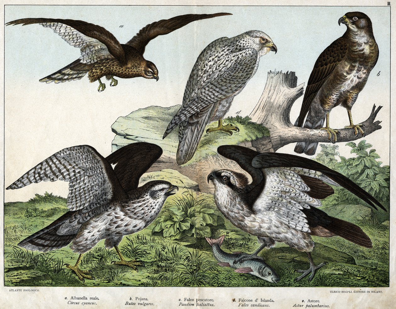 a: Sas vagy királyi túzok, b: fúvóka, c: halászsólyom, d: izlandi sólyom, e: körül = astore - in „Natural History of Birds”, szerk. Hoepli, Milánó alkotó: Unknown artist