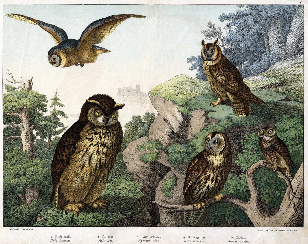 a: Aranybagoly (Bubo cowardus), b: Hulotte (macska-huant) (Asio kagyló), c: Vadbagoly (Syrnium aluco), d: Bagoly (Strix flammea), e: Bagoly (Athene bagoly) - a „Természetes”-ben A madarak története”, szerk. Hoepli, Milánó alkotó: Unknown artist