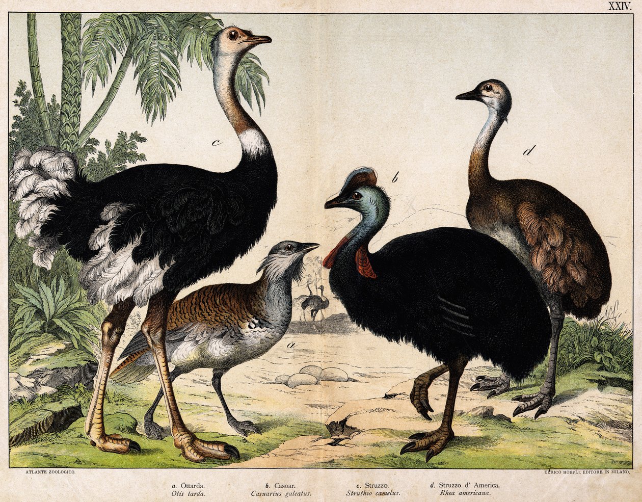 a: Grance túzok (Otis tarda), b: Casoar (Casarius galeatus), c: afrikai strucc (Struthio camelus), d: Nandon (Rhea Americana) -In „” Natural History of Oideals”, szerk. Hoepli, Milánó alkotó: Unknown artist
