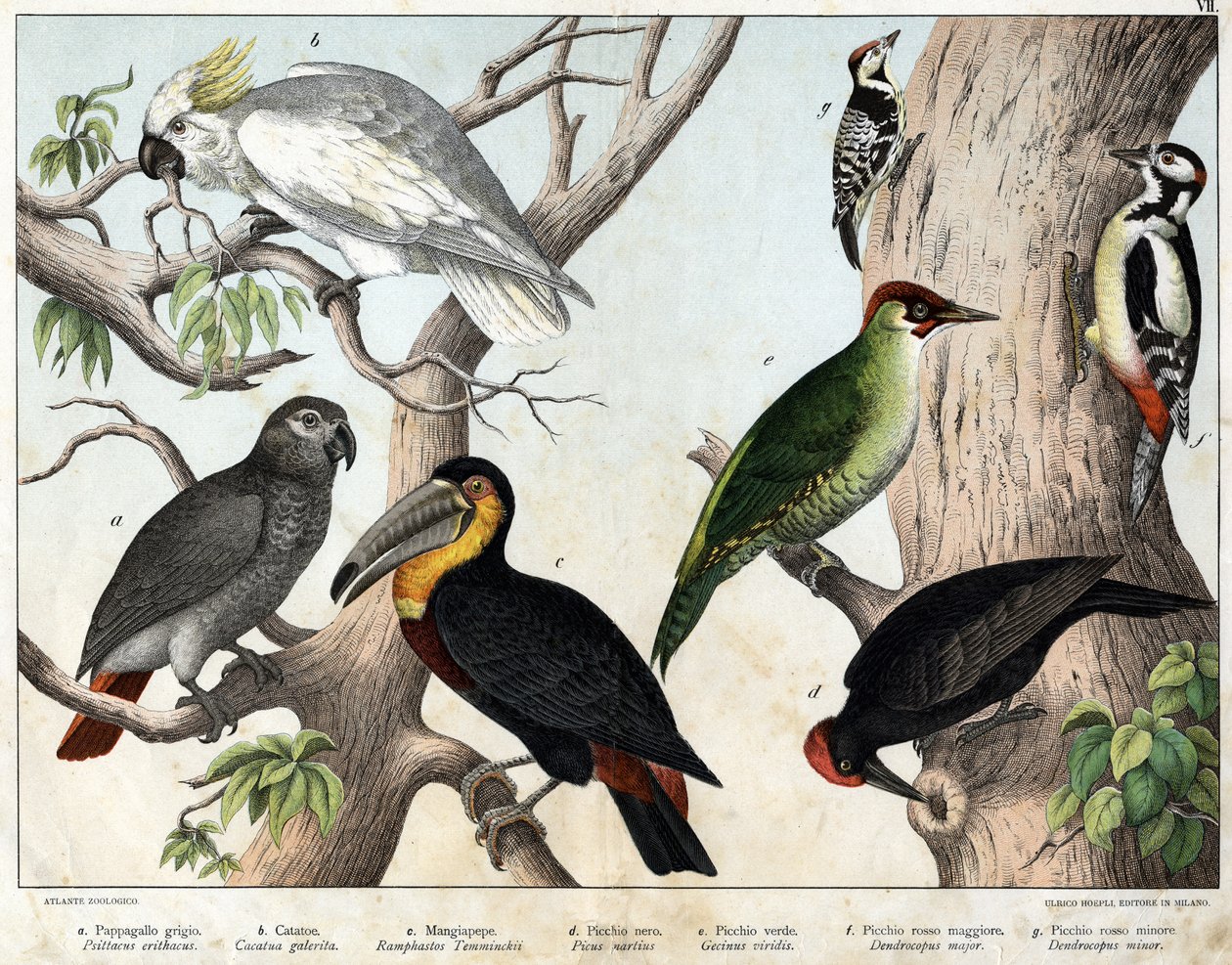 a: Szürke papagáj (Psittacus erithacus), b: Papagájkakatók (Cacatua galerita), c: Tukán (Ramphastos temminckii), d: Fekete harkály (Picus Martius), e: Zöld harkály (Gecinus veridis), f: Major vörös harkály ( Dendrocopus minor in) - „Natural History of alkotó: Unknown artist