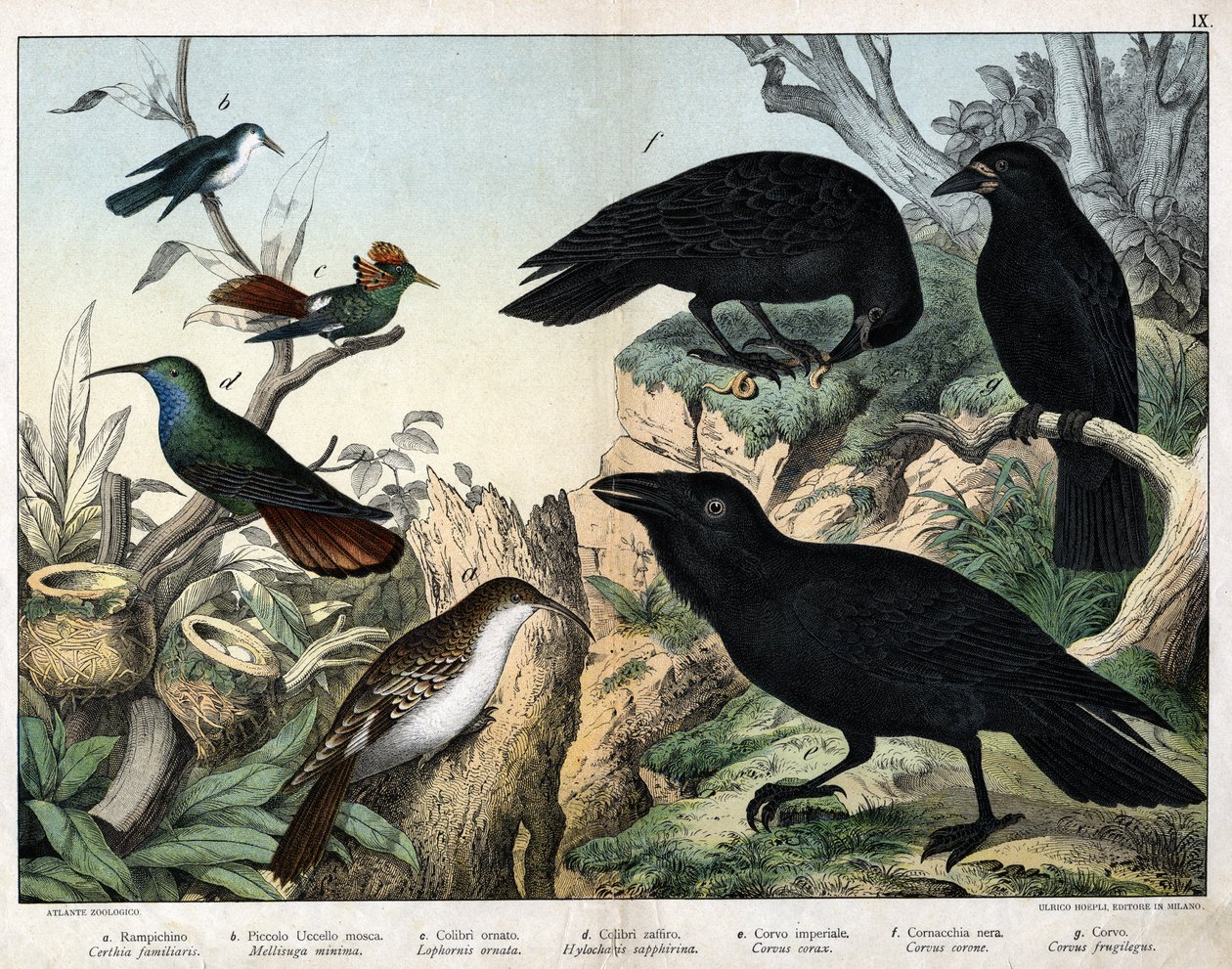 a: Grimpereau (certhia familiaris), b: Kis légy madár (Mellisuga minima), c: Díszes kolibri (Lophornis ornata), d: zafír kolibri (Hylocharis sapphirina), e: császári holló (Corvus corax), f: Fekete varjú ( Corvus Corone), g: Holló (Corvus gyümölcsös gi alkotó: Unknown artist
