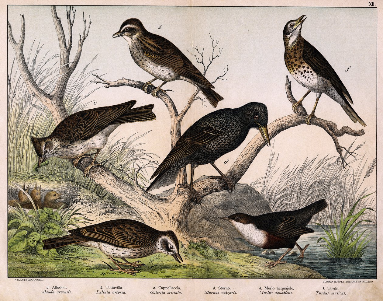a: északi pacsirta (Lark arvensis), b: lulu pacsirta (Lullula arborea), c: Cappellaccia (Galerita cristata), d: Sansonnet seregély (Sturnus vulgaris), e: kacsa (Cinclus aquaticus), f: rigó (Turdus musicus) - a "Madarak természettörténetében", szerk. Hoepli alkotó: Unknown artist