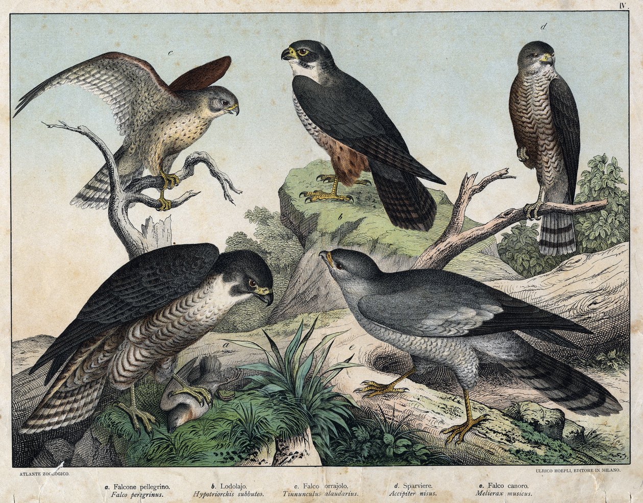 a: Sólyom (Falco peregrinus), b: Sólyom sólyom (Hypotriorchis subbuteo), c: Vecskesólyom (Tunnunculus alaudarius), d: Sólyom (Sólyom vége), e: Éneklés körül (Melierax musicianus) - a „Natural History of Madarak, szerk. Hoepli, Milánó alkotó: Unknown artist