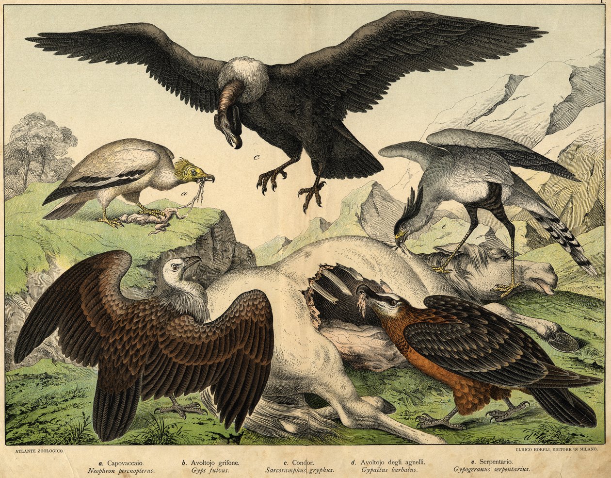 a: Percnopterus (Neophron percnopterus), b: Griff keselyű (Gyps fulvus), c: Kondor (Sarcoramphus gryphus), d: Báránykeselyű (Gypaëtus barbatus), e: Kígyó (Gypogeranus serpentarius) - a "Madarak természettörténetében" szerk. Hoepli, Milánó alkotó: Unknown artist