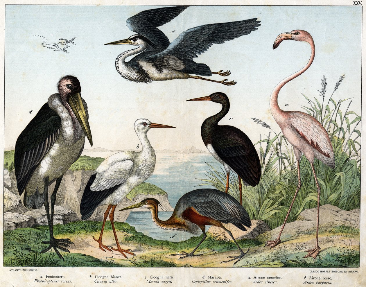 a: Phoenicopterer vagy Flamingo (Phoenicopterus roseus), b: Fehér gólya (Ciconia alba), c: Fekete gólya (Ciconia migra), d: Marabout (Leptoptilus crumenifer), e: Fehér gém (Ardea cinerea), f: Vörös gém ( Ardea purpurea) - a „Madarak természettörténetében”  alkotó: Unknown artist